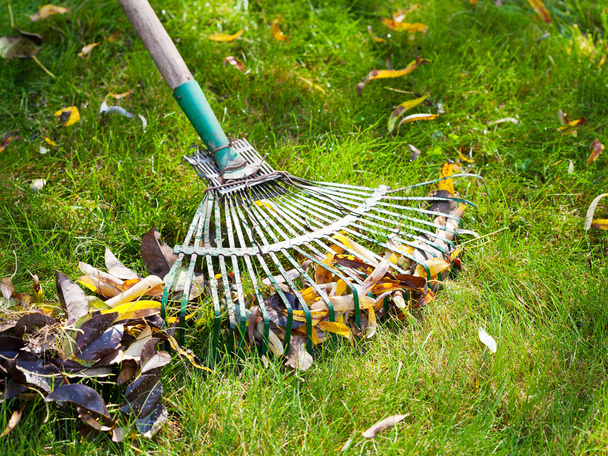 очистка зеленой лужайки от опавших листьев
 - Фото, изображение
