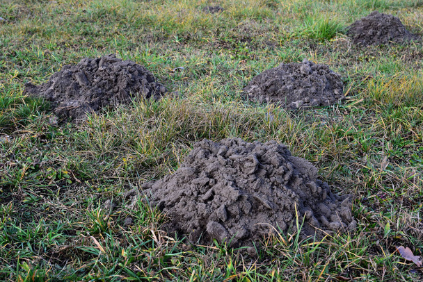 Fresh molehills on the field area - Photo, Image