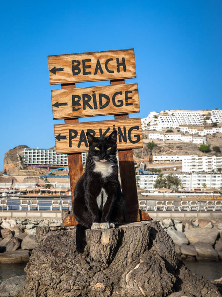 A stray cat posing on a tree stump in front of a sign pointing at the beach in Puerto Rico, Gran Canaria in Spain - Photo, Image