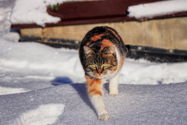 Повзучий ходячий домашній кіт на її здобич. Felis catus domesticus гуляє в сніжному саду. Кольоровий кошеня грає в ігри на снігу. Концепція відносин між домашніми тваринами і її власною
 - Фото, зображення