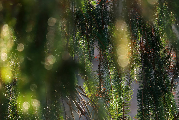Foglie di pino a Natale nella pineta naturale
  - Foto, immagini