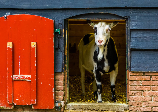 domestic black and white goat standing in the door opening, popular farm animals - Photo, Image