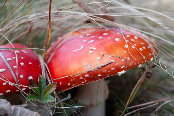 Червоний Мухомор гриб або поганка в траві. Латинська назва є - Фото, зображення