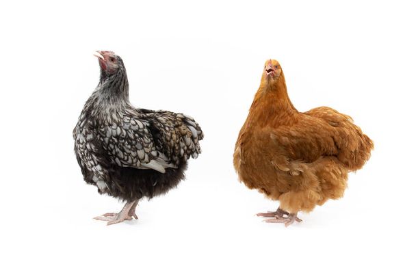 zwei Orpington-Hühner posieren im Studio - Foto, Bild