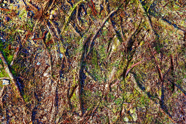 Detailed close up view on seasonal forest ground textures - Zdjęcie, obraz