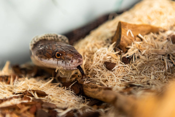 Pet Rat Snake pelle spargimento nel suo recinto
 - Foto, immagini