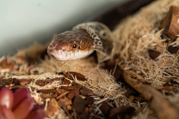 Huisdier Rat Snake afwerpen huid in de behuizing - Foto, afbeelding