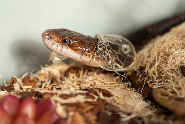 Pet Rat Serpent peau excrétion dans son enceinte
 - Photo, image