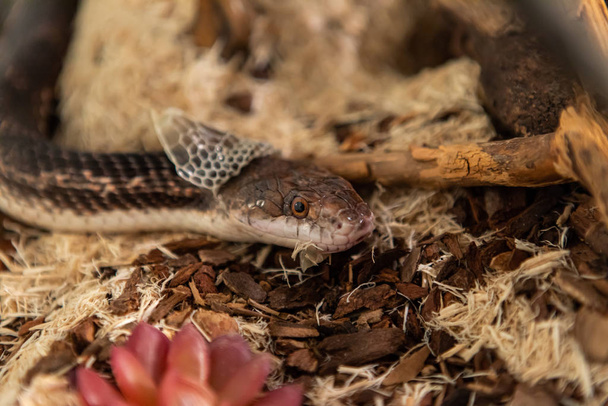 Змея-крыса сбрасывает кожу в своем корпусе
 - Фото, изображение