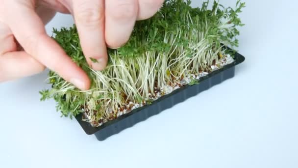 Les mains féminines touchent des pousses vertes vivantes dans une boîte spéciale sur une table blanche
 - Séquence, vidéo