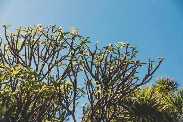 frangipani or plumeria tree with green leaves and white flowers  - Foto, Imagem