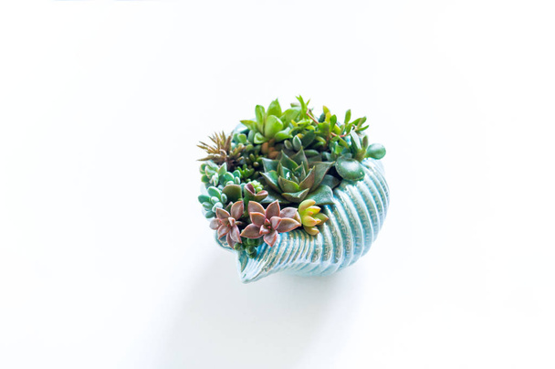 Garden of succulents in a white ceramic pot on a white background. - Photo, image