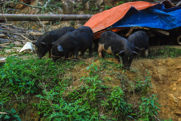 Pig farm with small black piglets - Photo, Image