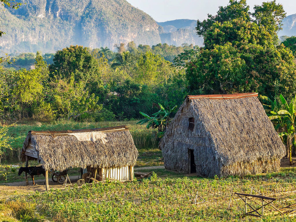 Údolí Vinales na Kubě je hlavní oblastí pěstování tabáku - Fotografie, Obrázek
