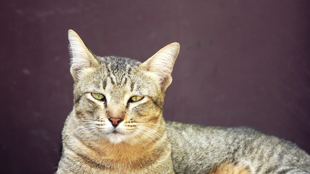 Masada yatan 4k Sarı Tayland kedisi. Evcil hayvan çerçevesini kapat - Video, Çekim