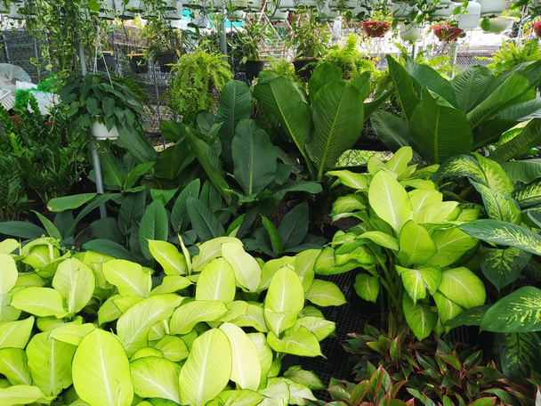 záběr textury zelené listy zahradní rostliny - Fotografie, Obrázek