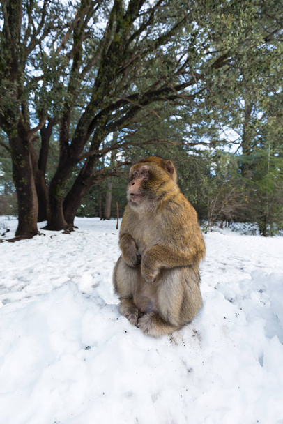 Macaque Monkeys sitting on ground in the great Atlas forests of Morocco, Africa After snow storm in mountains in Azrou forest ( cedre gouraud forest Morocco ) - Photo, Image