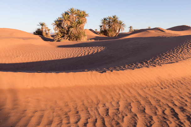 Palmy na poušti Sahara, Merzouga, Maroko Barevný západ slunce v poušti nad oázou s palmami a písečnými dunami. Krásné přírodní pozadí - africká oáza - Fotografie, Obrázek