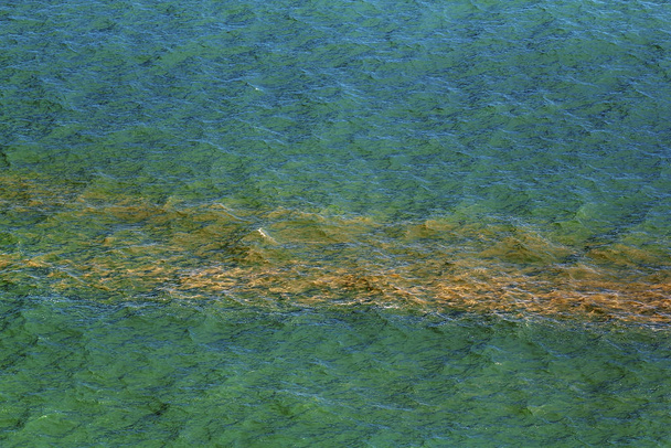Frai de corail dans l'océan, Australie
 - Photo, image