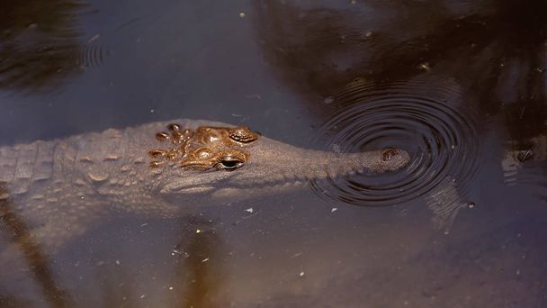Плавання крокодилів у ставку - Фото, зображення