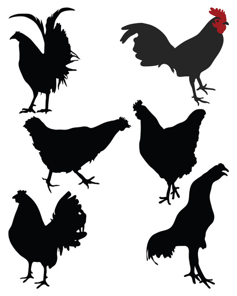 Chickens - Vector, Image