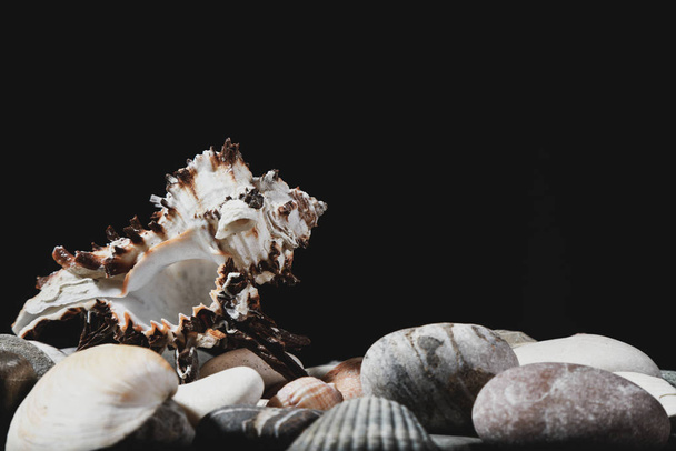 kagylók és kövek pihenésre és kikapcsolódásra - Fotó, kép