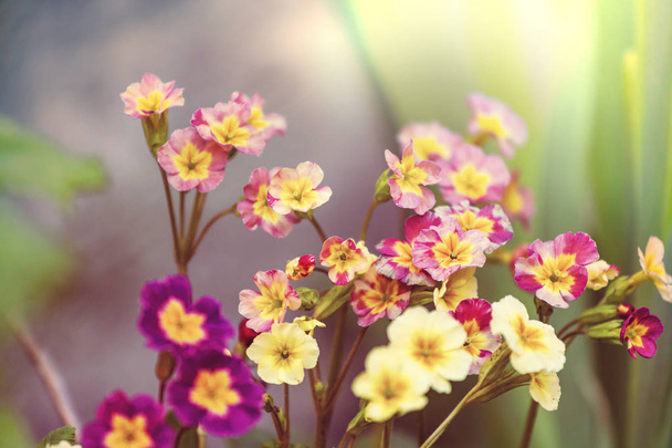 Nahaufnahme der schönen Blumen. Geeignet für floralen Hintergrund. - Foto, Bild