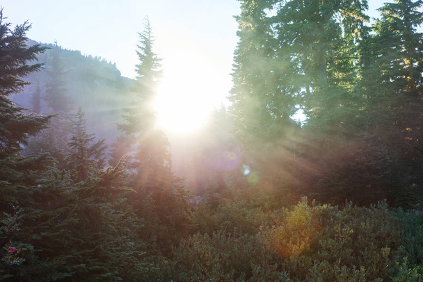 緑の森の中で晴れた日に太陽が照りつける - 写真・画像