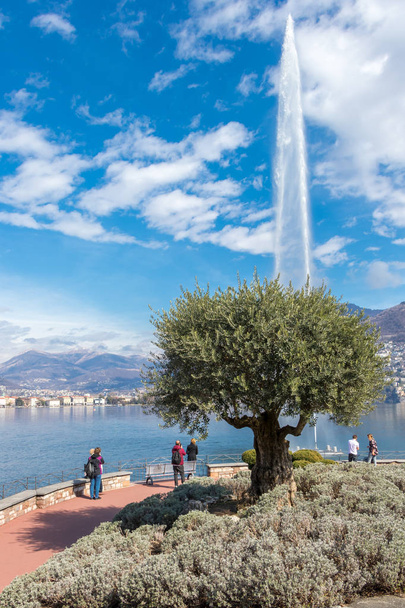 Lugano, Szwajcaria - 10 marca 2019: Fontanna w miejscowości Lugano, drzewo oliwne we włoskiej części Szwajcarii - Zdjęcie, obraz