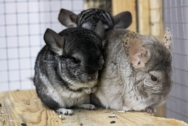 Three chinchilla in a cage close up - Photo, Image