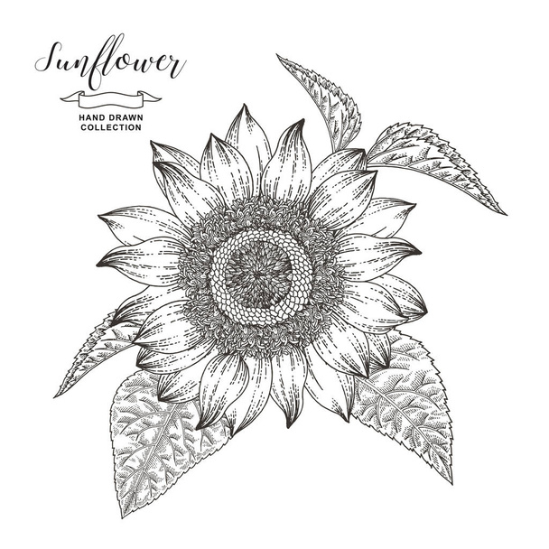 Hand drawn sunflower isolated on white background. Autumn flower. Vector illustration botanical. Vintage engraving style. Black and white. - Vector, imagen