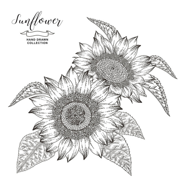 Hand drawn sunflowers isolated on white background. Autumn flower composition. Oil plants. Vector illustration botanical. Vintage engraving style. Black and white. - Vektor, kép