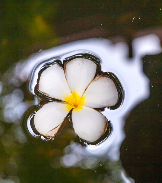Flor de Plumeria flotando en el agua
 - Foto, Imagen