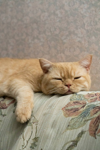 Schotse rode kat slaapt zoet op de rug van de bank - Foto, afbeelding