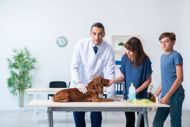 Eläinlääkäri tutkii kultainen noutaja koira klinikalla
 - Valokuva, kuva