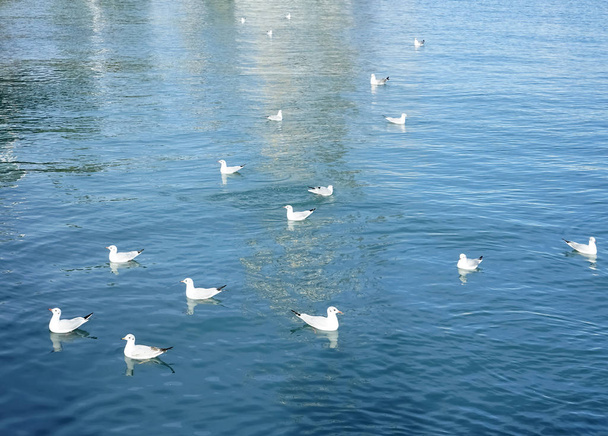 summer sunny sea photography with  sea gulls flying and sitting on a water waves,  outdoors. sunny day - Foto, Imagem
