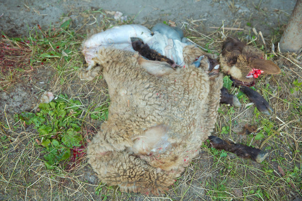 De vieze geschilde schapenhuiden die werden afgeschild, werden op de grond gegooid. Pas geschilde schapenhuid op het gras. - Foto, afbeelding