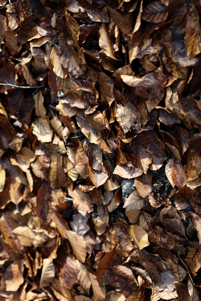 Winter dead leafs on ground macro background high quality prints - Photo, Image