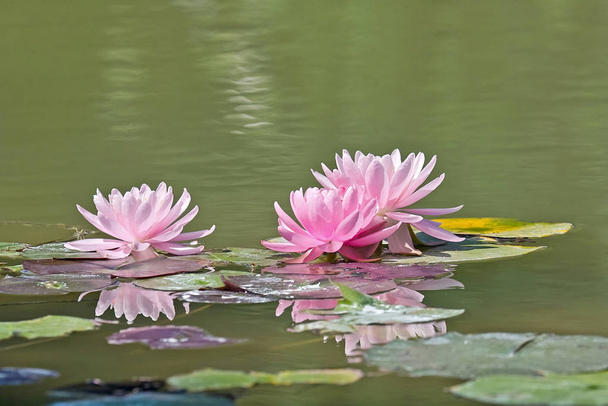 Nilüfer çiçekleri - Fotoğraf, Görsel
