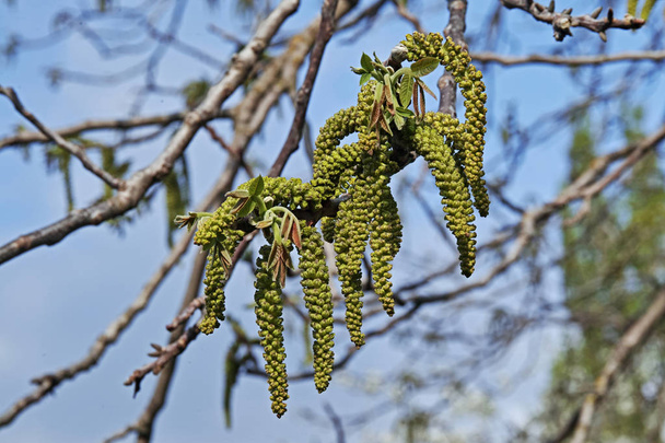 flowers of walnut tree - Photo, Image