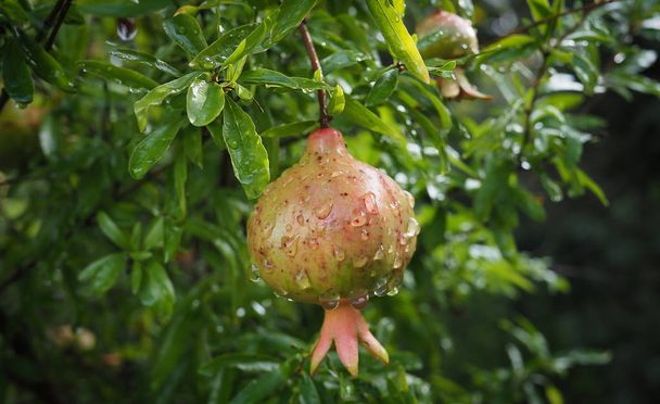 Granatapfel mit Blättern, Punica granatum, tropische Früchte, die auf einem Baum wachsen - Foto, Bild