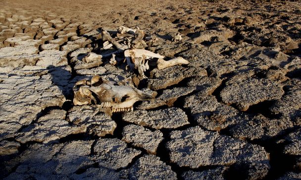 Sequía en el noreste de Brasil
 - Foto, Imagen