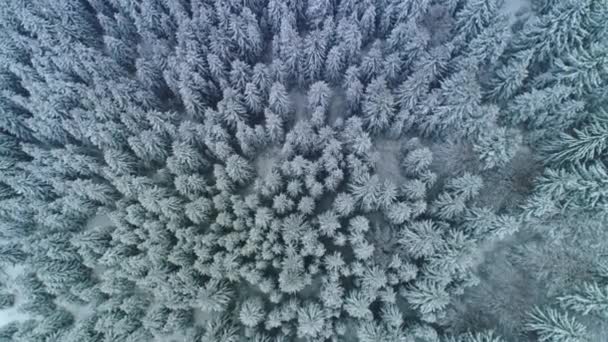 drone zdjęcie pokryte śniegiem drzewa, zima natura piękna Europa - Materiał filmowy, wideo