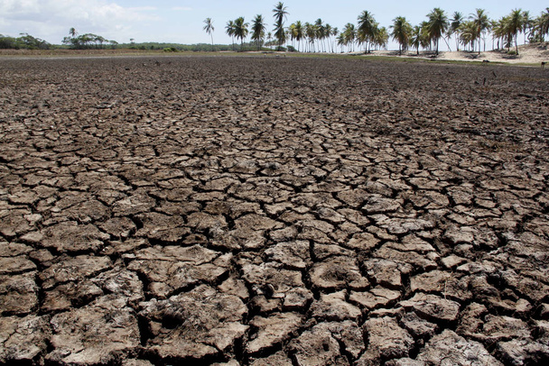 Sucho v severovýchodní Brazílii - Fotografie, Obrázek