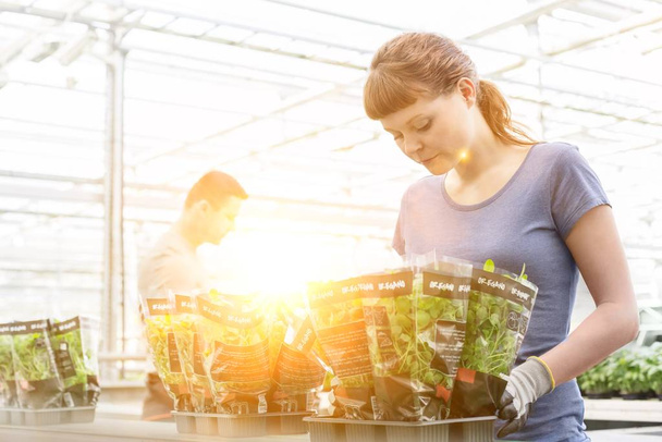 Young female botanist packing seedlings in greenhouse - Fotó, kép