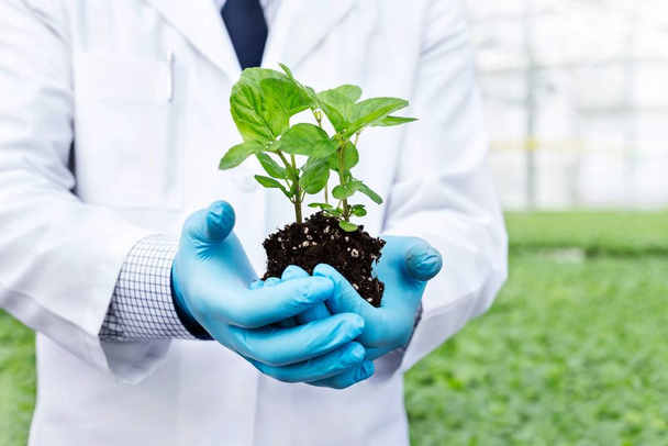 cropped image of mature owner holding seedling in plant nursery - 写真・画像
