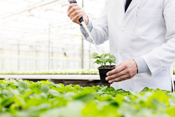 Male biochemist using pipette on seedling in plant nursery - 写真・画像