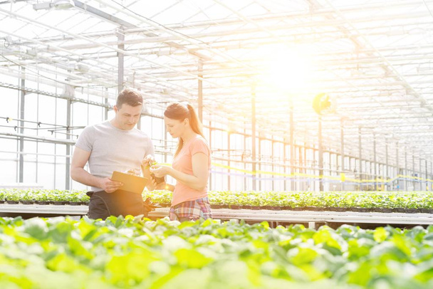 Confident male and female botanists discussing over herb seedling in plant nursery - 写真・画像