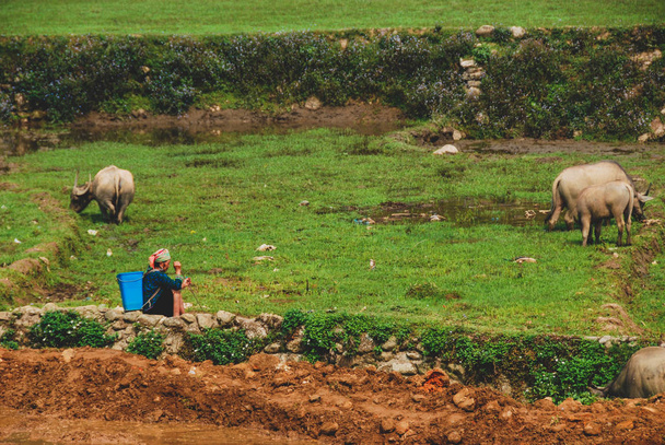 hmong Frau weidet Rinderherde auf Reisfeldern in sapa, Vietnam  - Foto, Bild