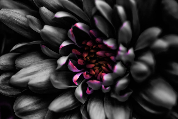 Μαύρα πέταλα άνθους μαργαρίτας σε άνθιση, αφηρημένη ανθισμένη τέχνη  - Φωτογραφία, εικόνα